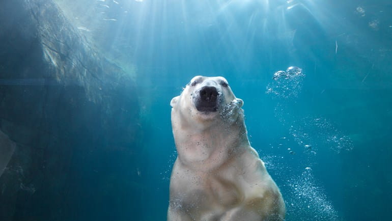 Isbjørn under vandet i CPH Zoo | Photo by: Henrik Sørensen | Source: VisitCopenhagen